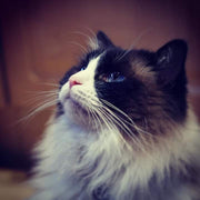 ContentedCatz